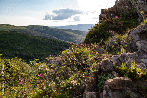 Fototapeta Naklejka Na Ścianę i Meble -  Kwiaty między skałkami na bieszczadzkich połoninach, Bukowe Berdo, Bieszczady, Polska