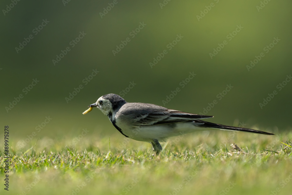 White Wagtail in a park in Doha, Qatar White Wagtail in a park in Doha, Qatar