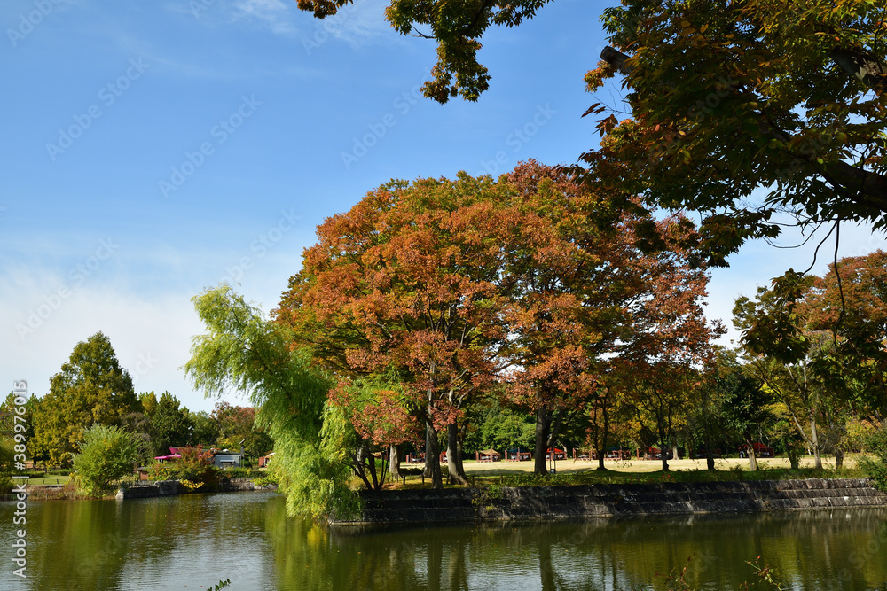 万博記念公園秋の訪れ 万博記念公園秋の訪れ