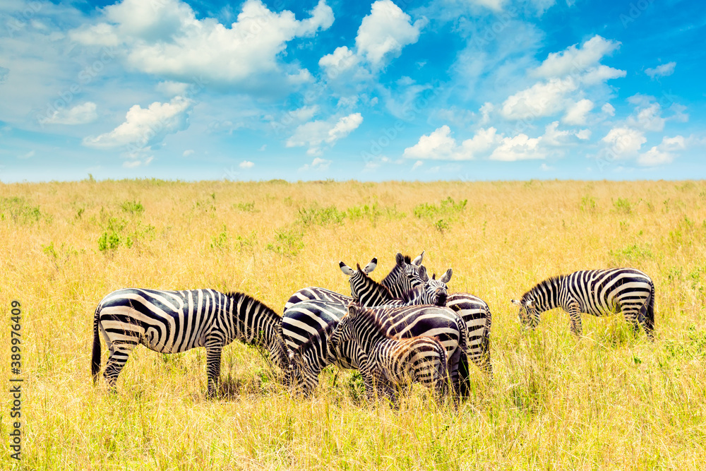Obraz premium Group of Zebras in african savannah in Masai Mara National park. Wildlife of Kenya, Africa. African landscape with zebras, blue sky and clouds.
