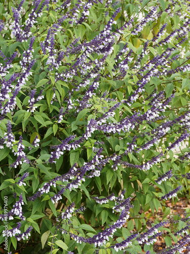 (Salvia x hybrida) Salvia Meigan's Magic, variété de sauge hybride, plante admirable à floraison en épis blanc dans des calices noir violet ou pourpre attirant les insectes photo