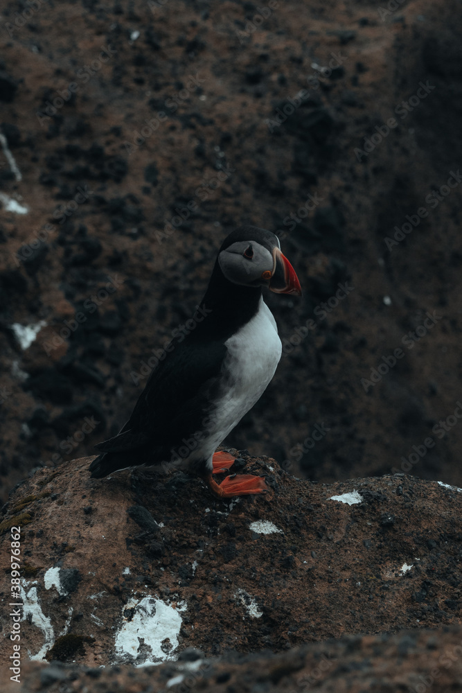 Fototapeta premium Icelandic nature, Landscape in Summer