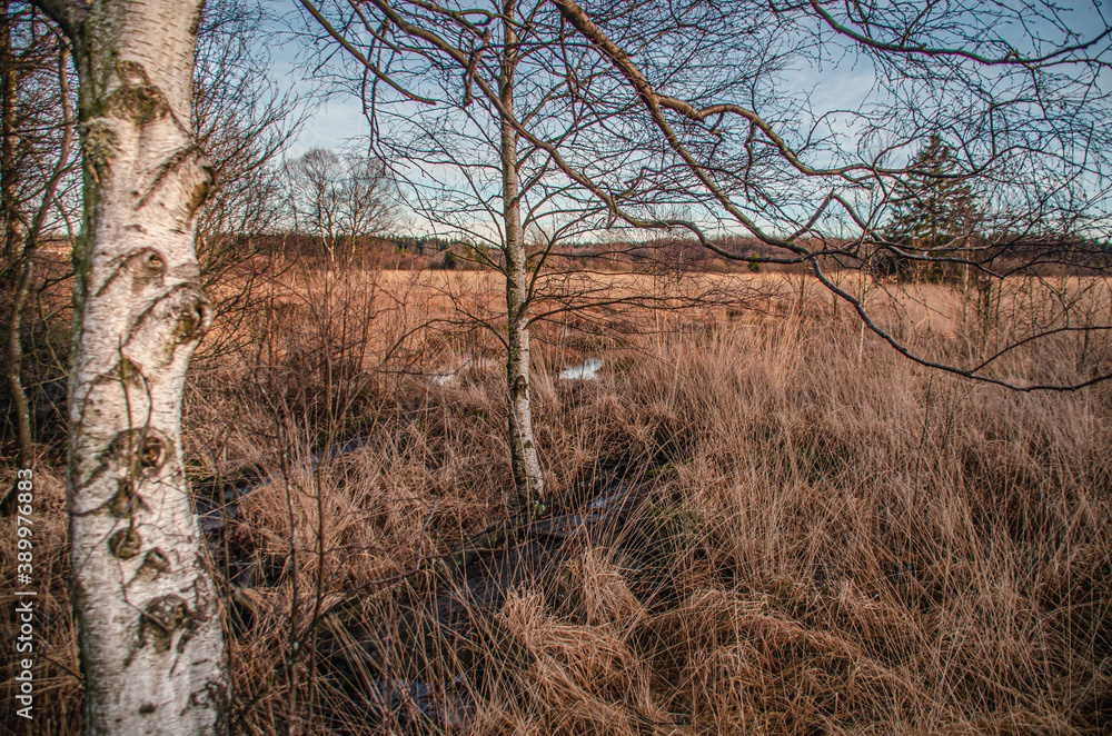 Obraz premium Das hohe Venn-landschaft