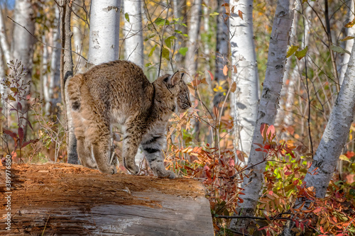 Bobcat Kitten in the Birch Forest in Autumn