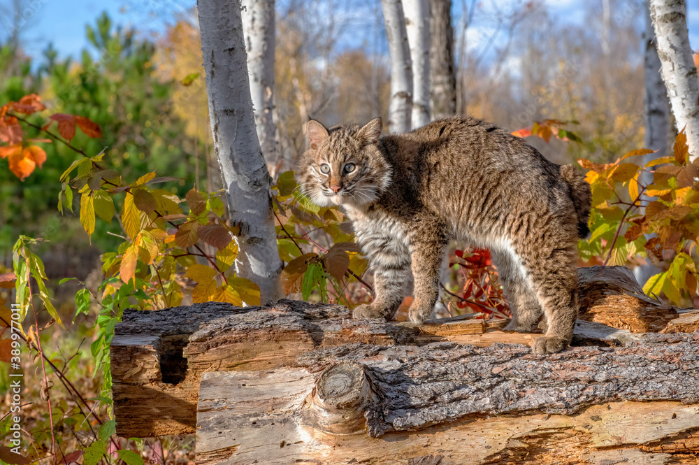 Obraz premium Bobcat Kitten in the Birch Forest in Autumn