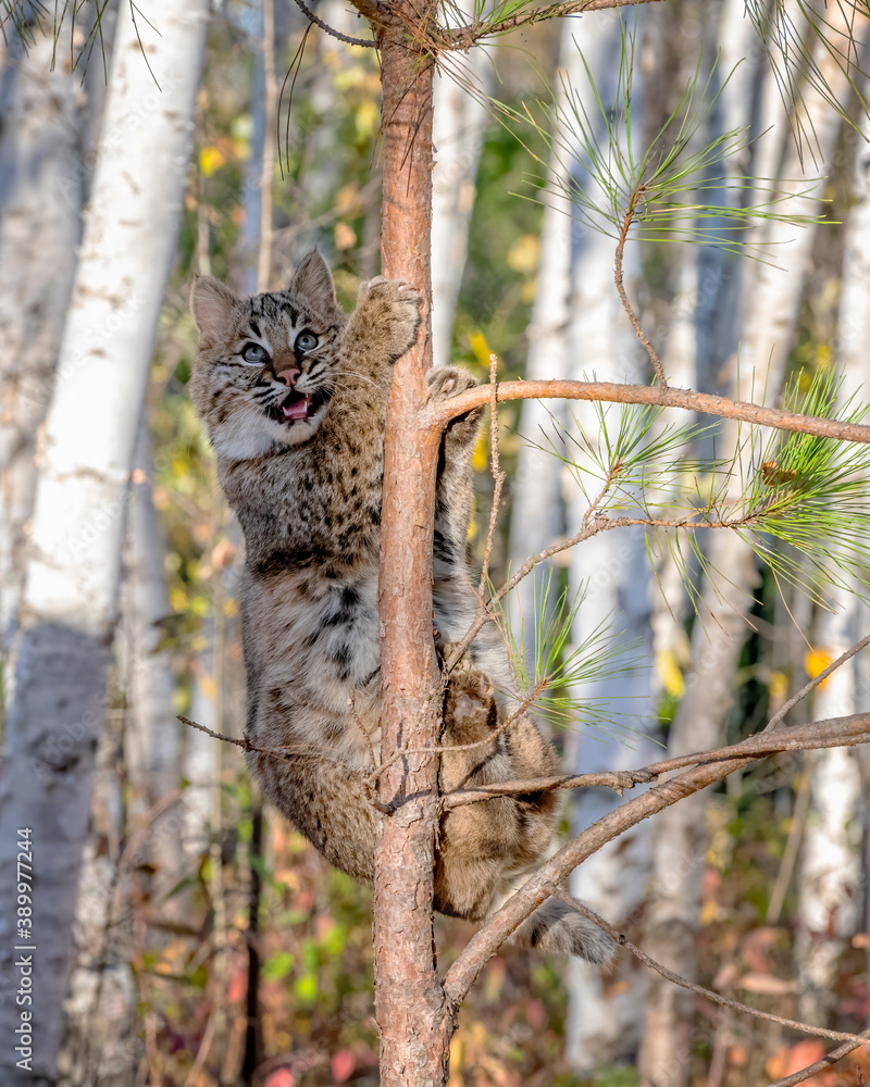 Bobcat Kitten climbing a Pine Tree in a Birch Forest Bobcat Kitten climbing a Pine Tree in a Birch Forest