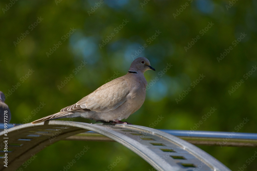 Bird 394 Bird 394