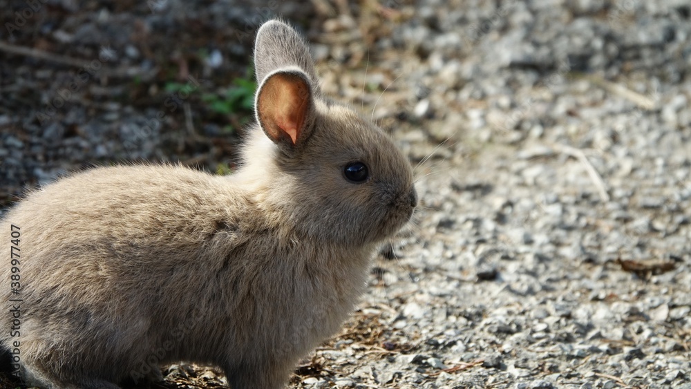 close-up portrait of small beige easter bunny surrounded by greenery on a farm close-up portrait of small beige easter bunny surrounded by greenery on a farm
