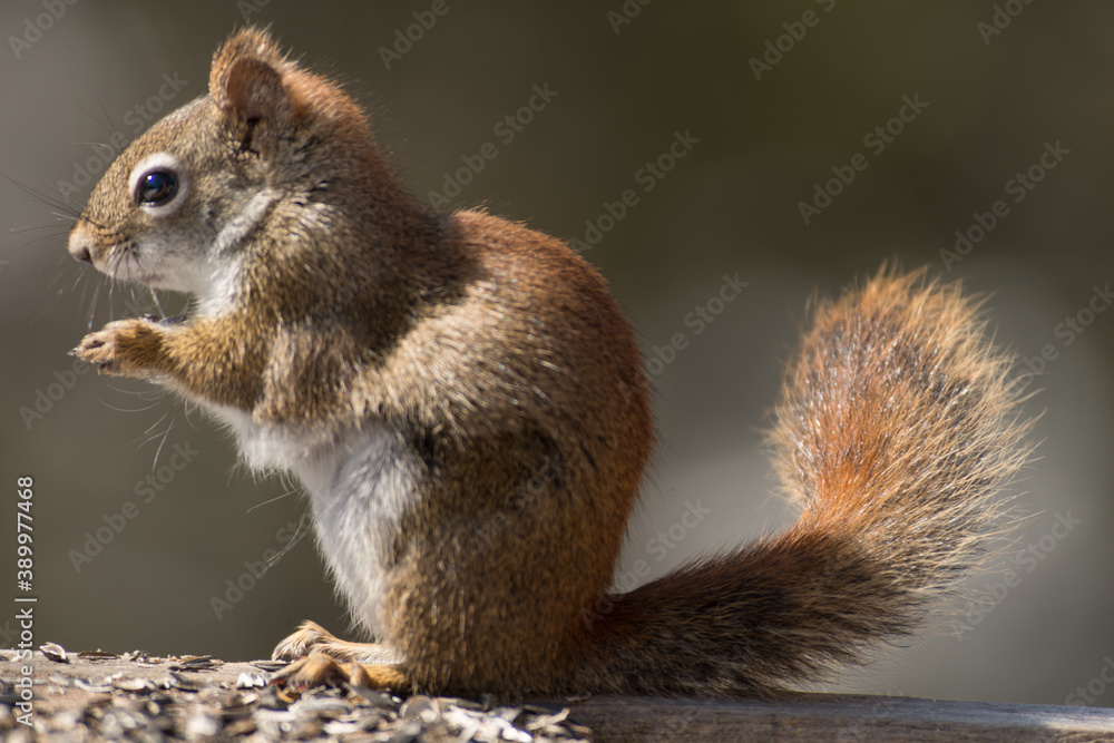 Squirrel enjoying the nice weather