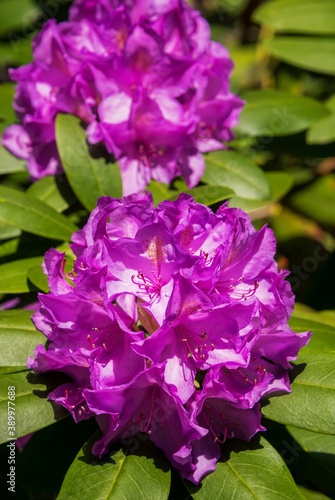 Rhododendron in Bloom