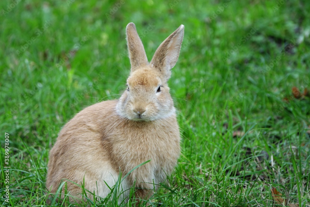 close-up portrait of small beige easter bunny surrounded by greenery on a farm close-up portrait of small beige easter bunny surrounded by greenery on a farm