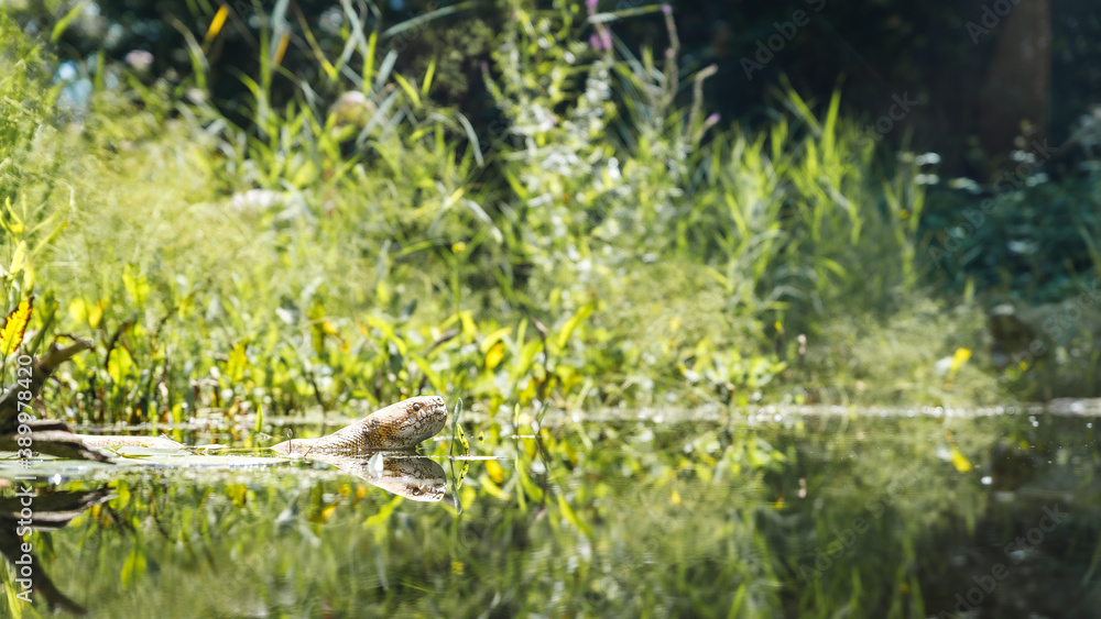 Python nageant dans une rivière calme, fin d’après midi.