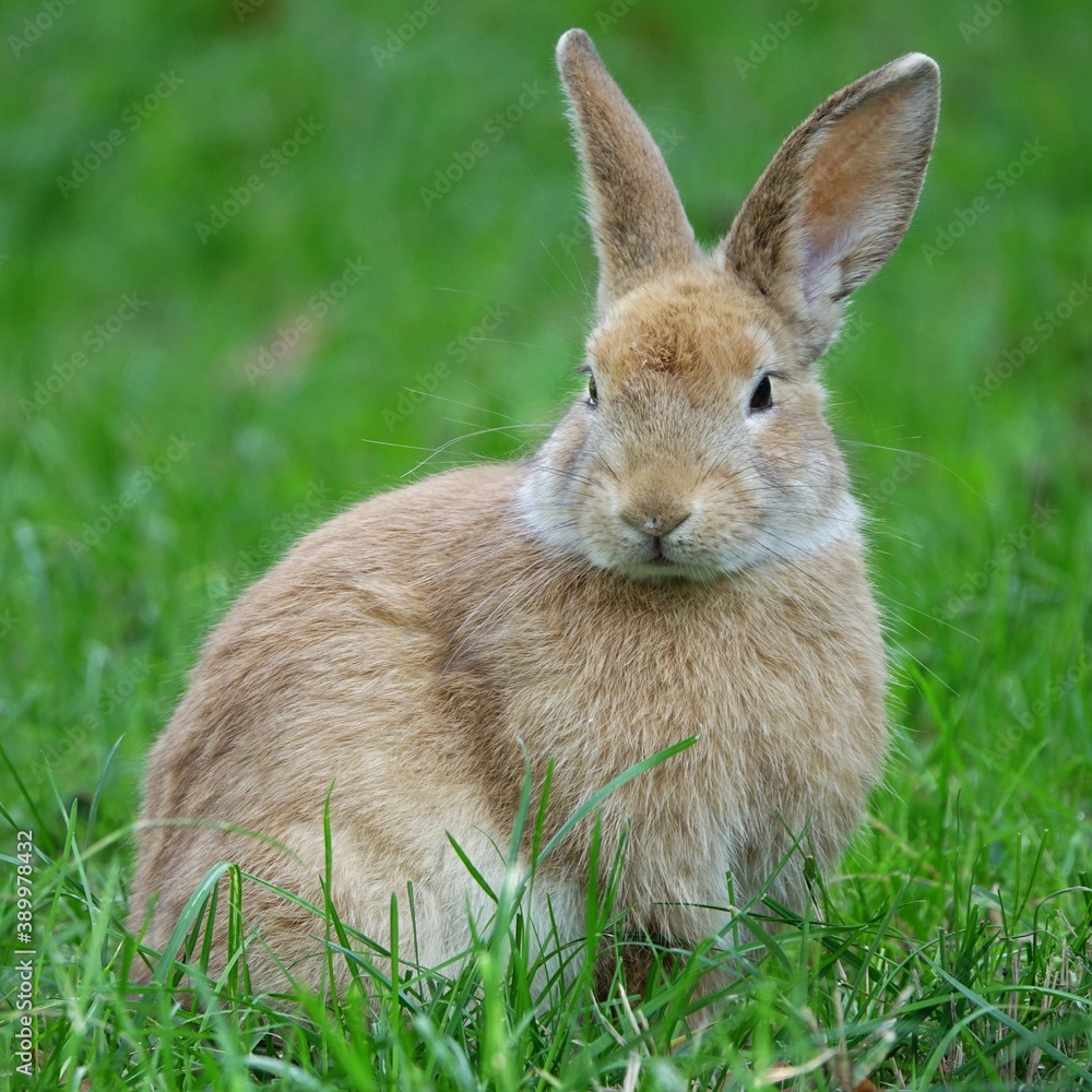 Fototapeta premium close-up portrait of small beige easter bunny surrounded by greenery on a farm