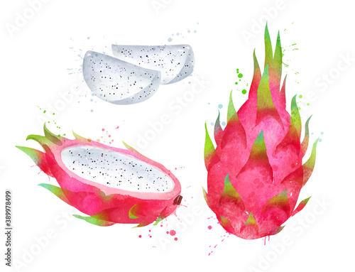 Watercolor vector illustration of Dragon fruit