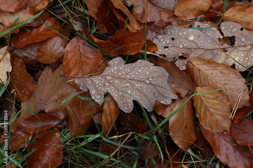 Fallen leaves from a tree in the forest in autumn