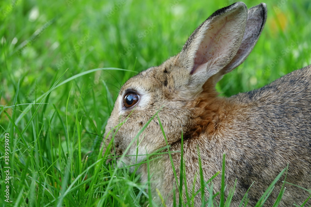 Fototapeta premium close-up portrait of small beige easter bunny surrounded by greenery on a farm