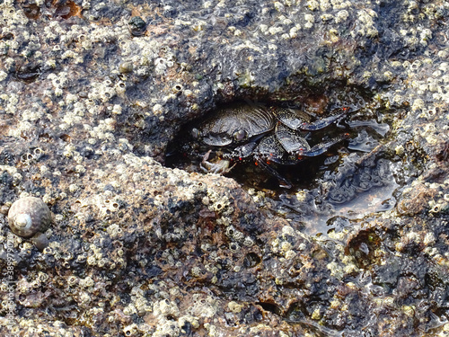 Moorish  Crab or Red Crab.  Grapsus adscensionis . Tenerife Island. Canary Islands. Spain.  