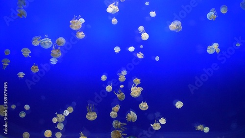 Wallpaper Mural Jellyfish in a blue lit water tank background Torontodigital.ca