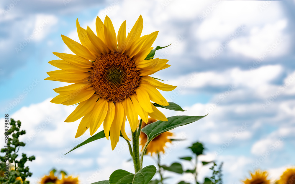 Farmer, Agriculture, Germany - The bloom of a bright yellow sunflower in a field near Marburg on an autumn day. Farmer, Agriculture, Germany - The bloom of a bright yellow sunflower in a field near Marburg on an autumn day.