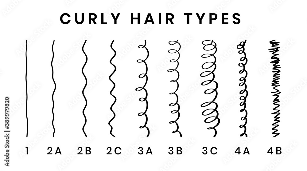 Vector illustration of hair types chart with all curl types, labeled. Curly  girl method concept. From 1 to 4B. Stock Vector | Adobe Stock