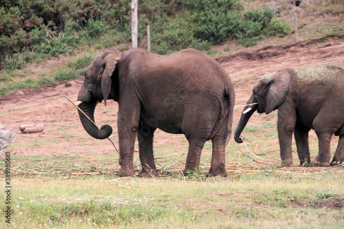 elephants in the wild