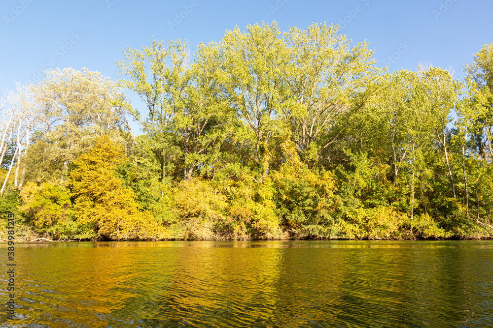River in the autum with yellow leaves