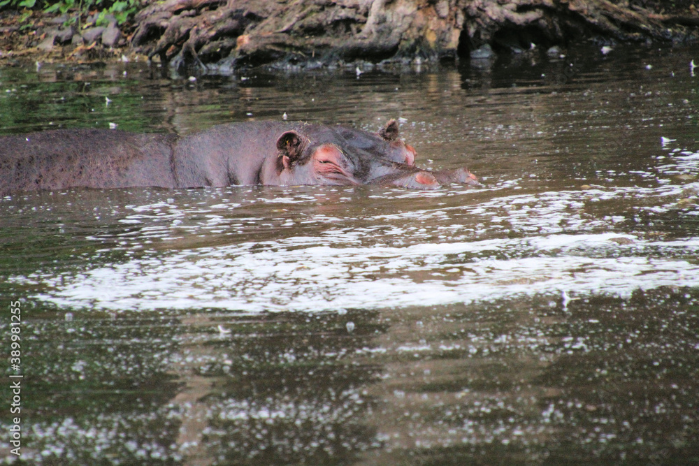 Fototapeta premium hippopotamus in water