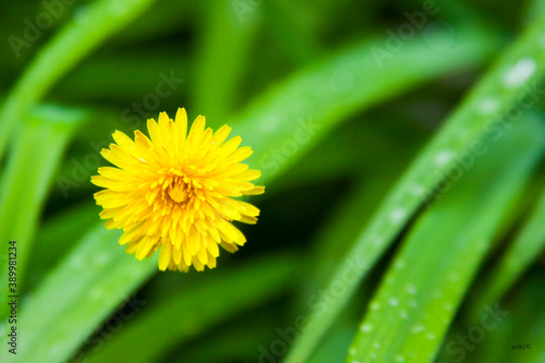 yellow dandelion flower