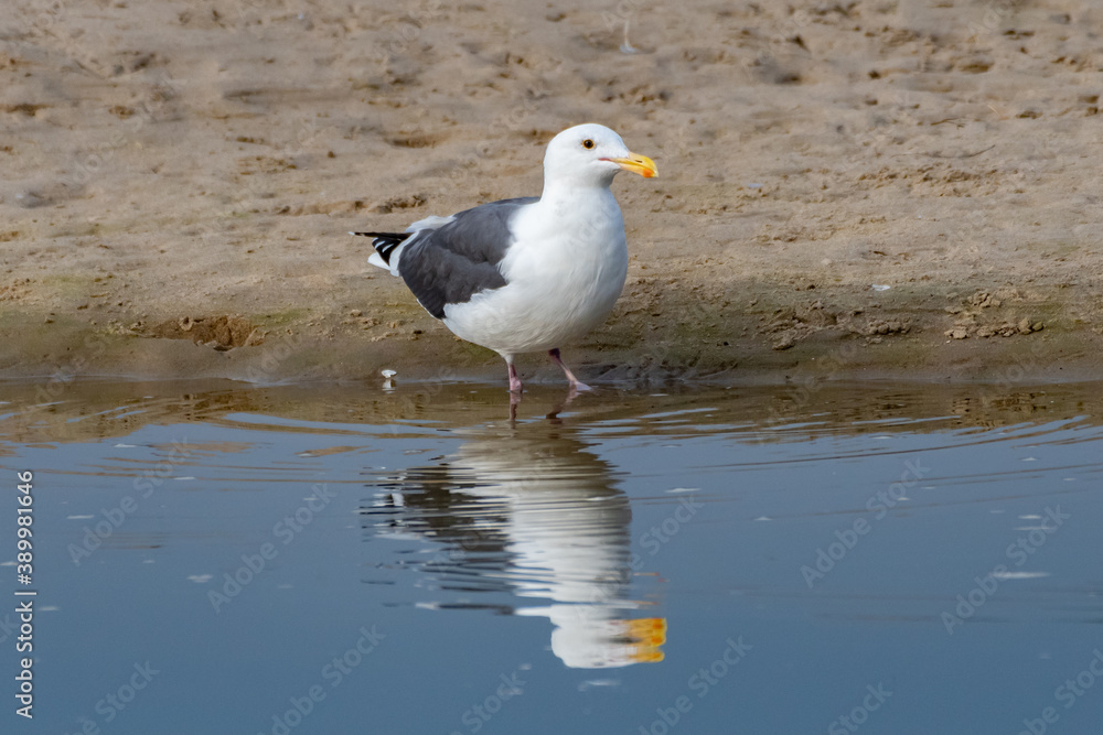 California Seagull stands at the estuary water shoreline with reflection showing in the rippling surface. California Seagull stands at the estuary water shoreline with reflection showing in the rippling surface.