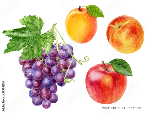 Grape bunch with leaf apple peach apricot food set watercolor illustration isolated on white background