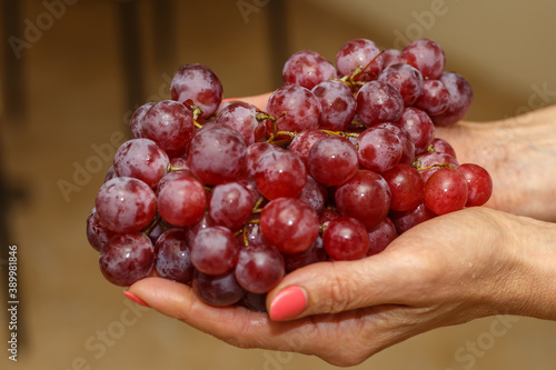 Bunch of grapes in the hands of a girl. Handpicked ripe grapes closeup. Fresh juicy berries. Healthy organic sweet fruit. Delicious autumn natural dessert. Vitamins diet for woman © mitsyko1971