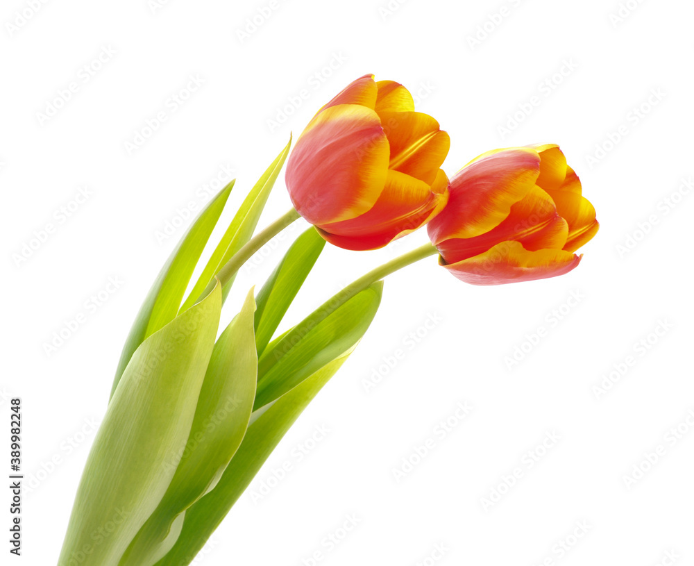 Two delicate tulips.