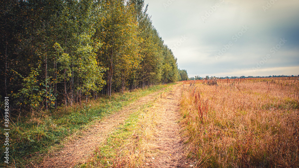 The road in the field along the forest