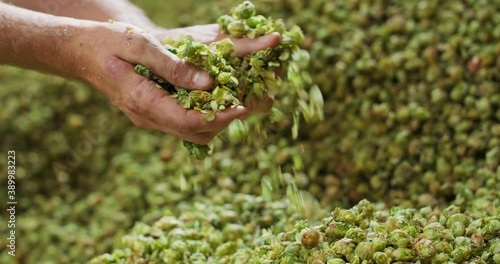 Close up hands of a young farmer who checks the drying of the hops and rubs the dried cones to feel the aroma.