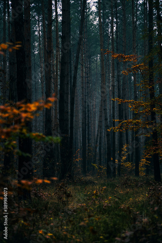 Fototapeta Naklejka Na Ścianę i Meble -  sosny w jesieni 