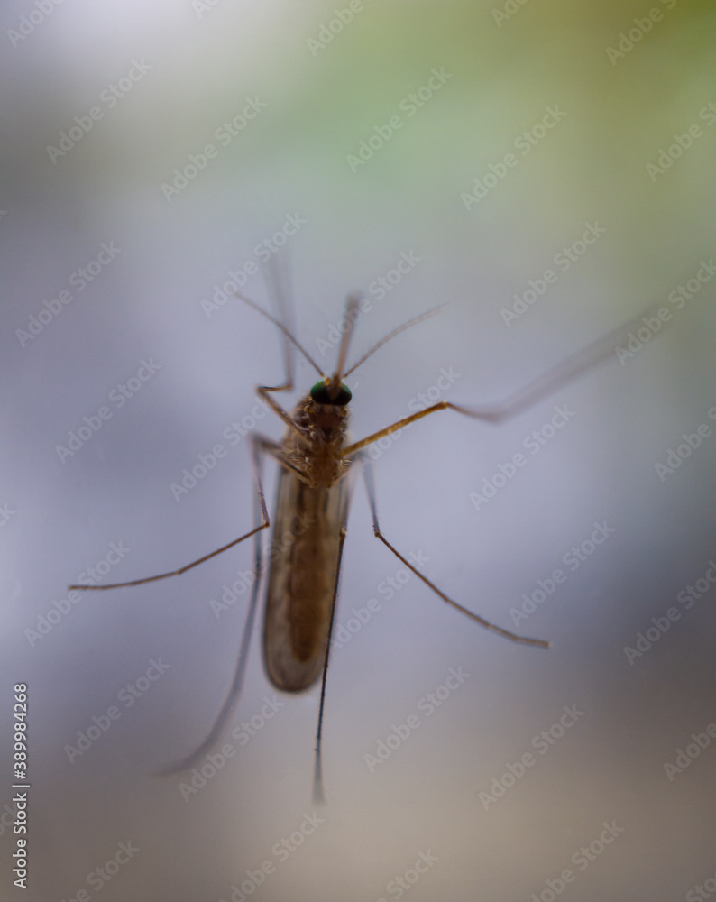 Sitting mosquito closeup from the bottom Sitting mosquito closeup from the bottom