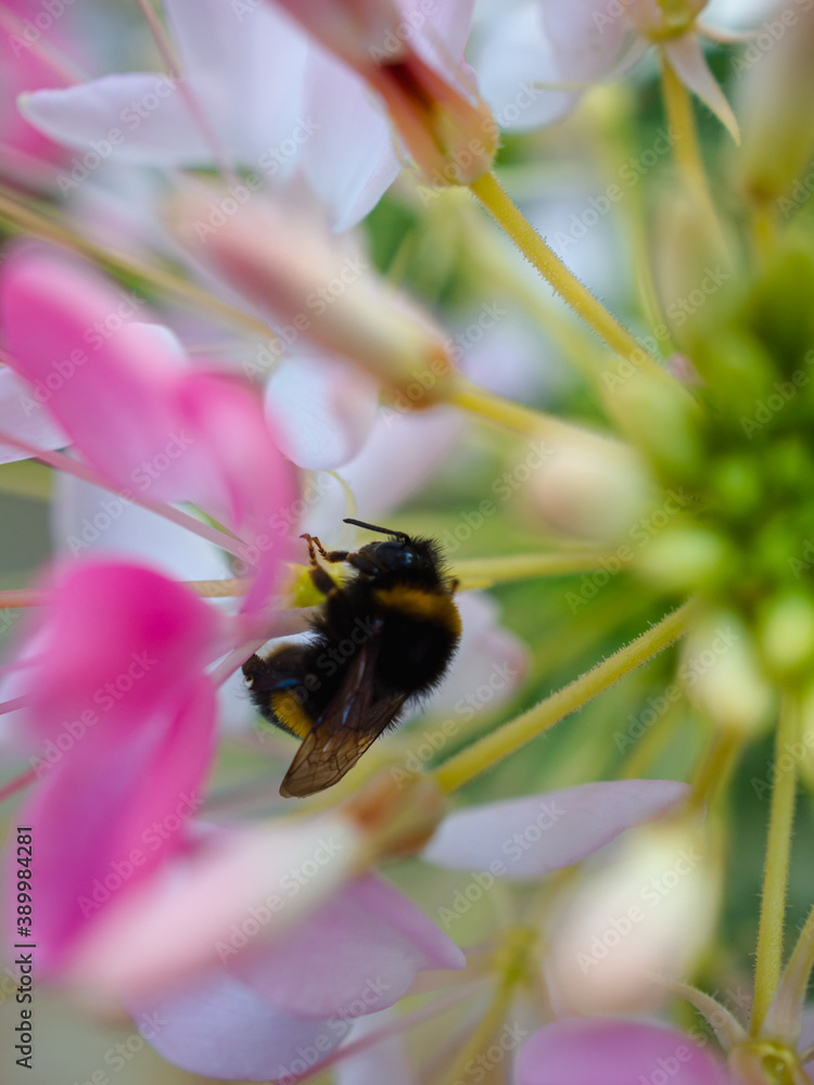 Bumblebee sitting inside Pick Cleome flower macro Bumblebee sitting inside Pick Cleome flower macro