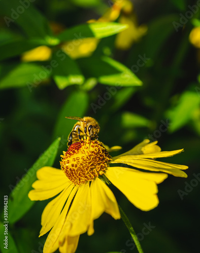 Bee on yellow rudbeckia macro at sunny day © Denis