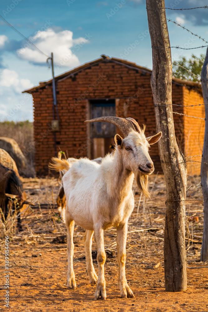 Fototapeta premium Animals living freely in the hinterland of Cariri, a region of northeastern Brazil known for long periods of drought, strong light and very colorful landscapes.