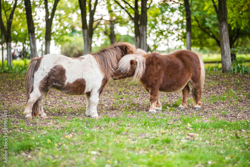 Little brown dwarf horses walking together at countryside