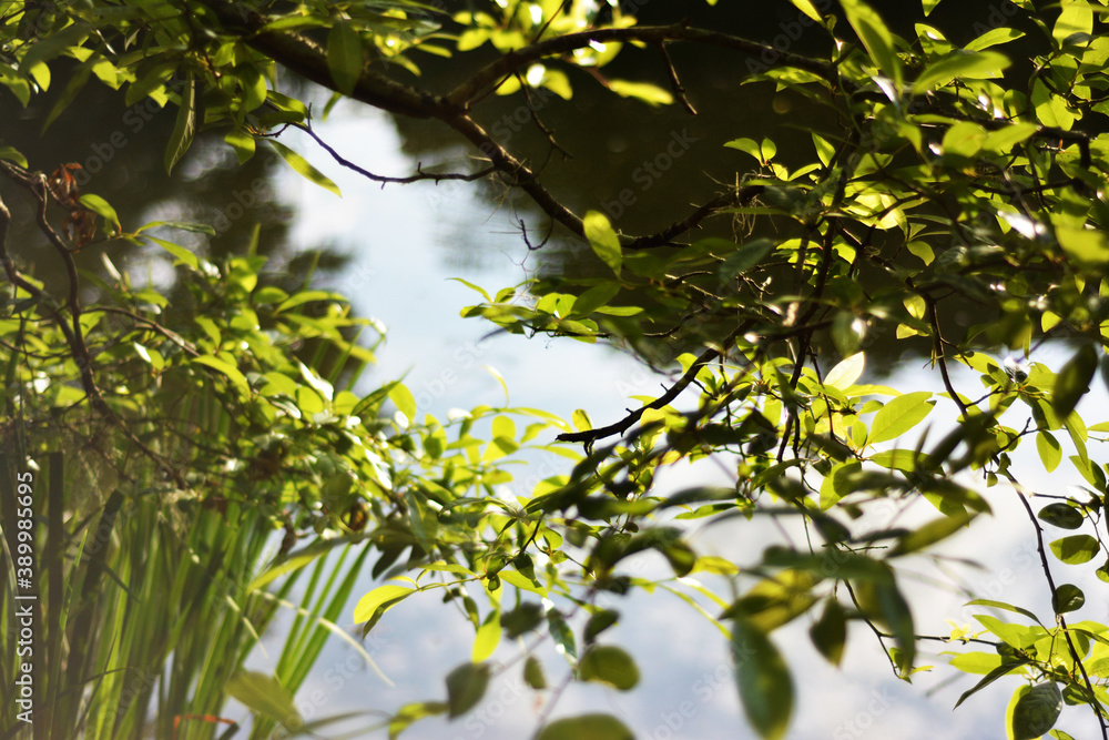 plants with pond plants with pond