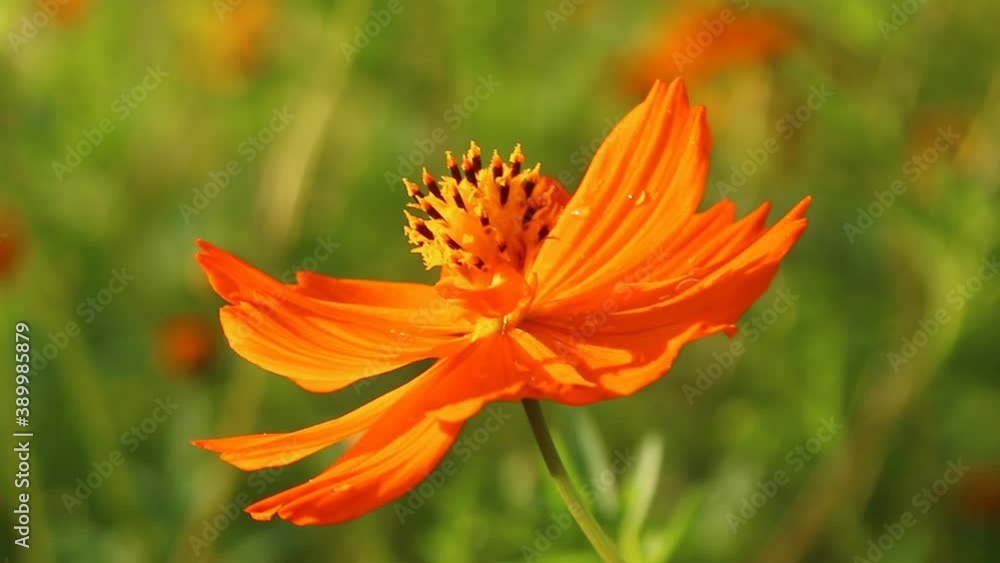 Cosmos flowers with sunlight in the field , Chiangmai province countryside Thailand. Cosmos flowers with sunlight in the field , Chiangmai province countryside Thailand.