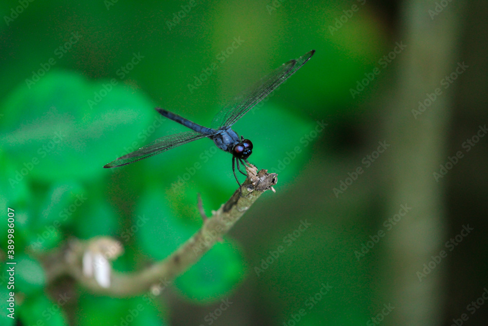Fototapeta premium Dragonfly on a branch