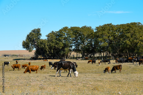 Agricultural production in the Pampas Humeda, Buenos Aires province, Argentina