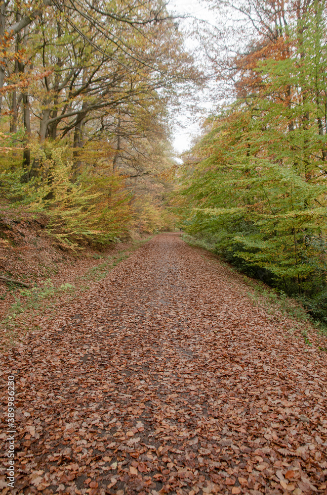 Obraz premium Waldweg im Herbst