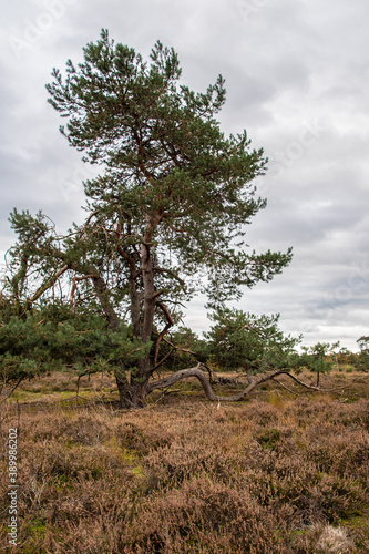 Close up shot of big old tree in autumn landscape