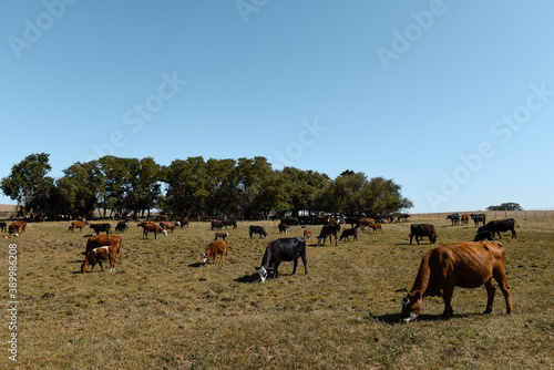 Agricultural production in the Pampas Humeda  Buenos Aires province  Argentina