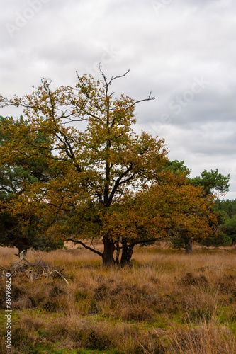 Close up shot of big old tree in autumn landscape