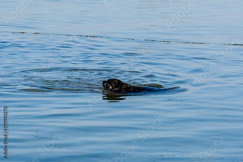Young black mastiff dog swimming in a sea © ihorbondarenko