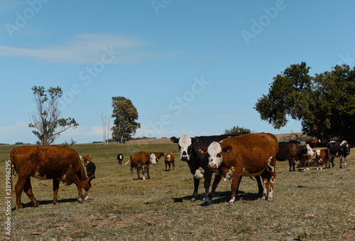 Agricultural production in the Pampas Humeda, Buenos Aires province, Argentina